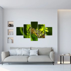Obraz owada (125x70 cm)