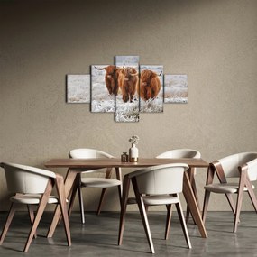 Obraz - Szkockie krowy (125x70 cm)