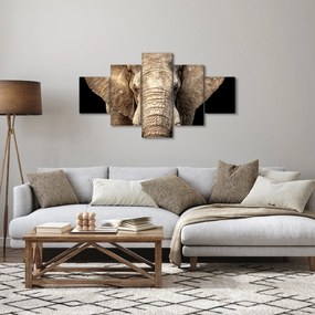 Obraz - Słoń afrykański (125x70 cm)