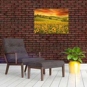 Obraz - Pole słoneczników (70x50 cm)