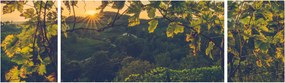 Obraz - Winnica (170x50 cm)