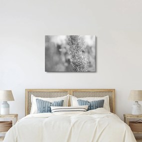 Obraz - Trawa pampasowa Boho (70x50 cm)