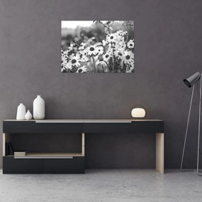 Obraz na szkle - Stokrotki (70x50 cm)