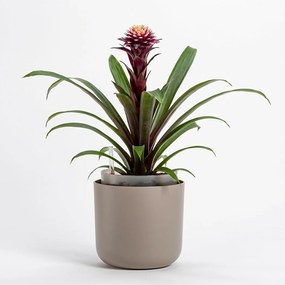 Plastia Doniczka samonawadniająca Tolita brązowy, śr. 16 cm, śred. 16 cm