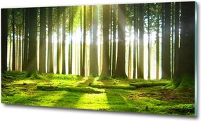 Foto obraz szkło hartowane Las w słońcu