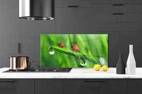 Szkło do Kuchni na Ścianę Biedronka w Porannej Rosie