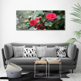 Foto obraz canvas Kamelia