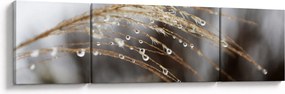 Obraz kropli na roślinie (170x50 cm)