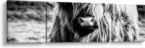 Obraz - Highland - szkocka krowa (170x50 cm)