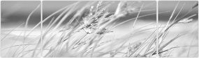 Obraz - Trawa plażowa (170x50 cm)