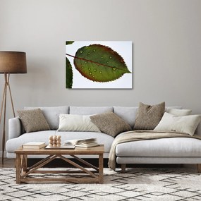 Obraz na szkle - Liść róży (70x50 cm)