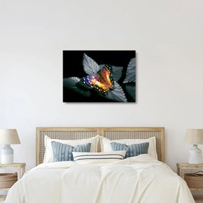 Obraz na szkle motyla (70x50 cm)