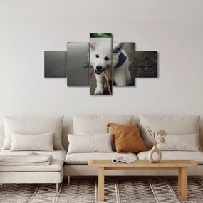 Obraz białego psa (125x70 cm)