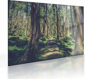 Obraz na szkle ścieżki pomiędzy drzewami (70x50 cm)