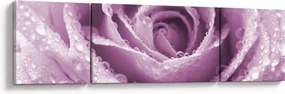 Obraz szczegółu kwiatu róży (170x50 cm)