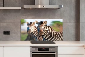 Szklany Panel Rodzina Zebr na Sawannie