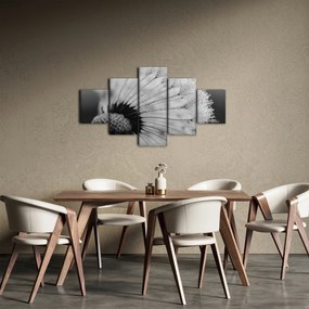 Obraz dmuchawca, czarno - biały (125x70 cm)