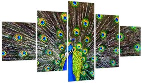 Obraz - Paw (125x70 cm)