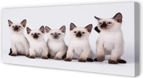 Duży obraz na płótnie Urocze Małe Kocięta