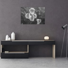 Obraz na szkle - Trawa bawełniana (70x50 cm)