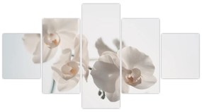 Obraz białej orchidei (125x70 cm)
