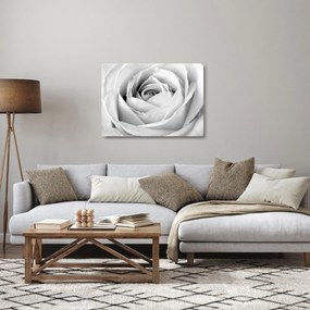Obraz na szkle - Detal kwiatu róży (70x50 cm)