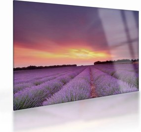 Obraz na szkle - Pole lawendy (70x50 cm)