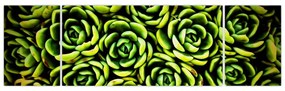 Obraz bez grzywki (170x50 cm)