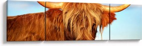 Obraz -Szkocka krowa (170x50 cm)