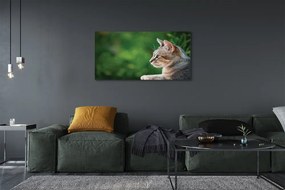 Zdjęcie na płótnie Kot o Przenikliwym Spojrzeniu