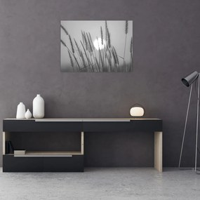 Obraz - Łąka o zachodzie słońca (70x50 cm)