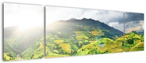 Obraz plantacji (170x50 cm)