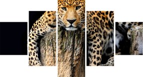 Obraz - Gepard (125x70 cm)