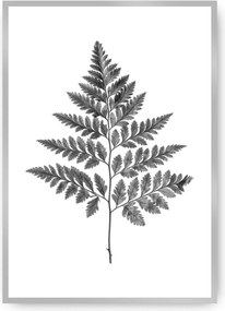 Plakat Fern Grey