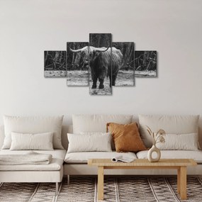 Obraz - Szkocka krowa (125x70 cm)