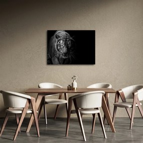 Obraz dzikiego tygrysa (70x50 cm)