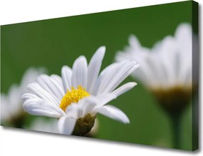 Obraz drukowany na płótnie Delikatna Stokrotka Polna
