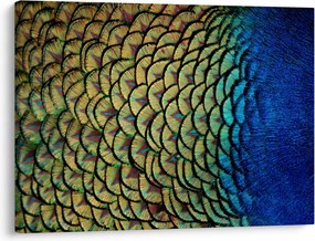Obraz - Pawie pióra (70x50 cm)