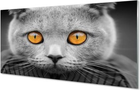 Panel Szklany Dostojny Szary Kot Brytyjski