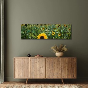 Obraz - Sunflower Field II. (170x50 cm)