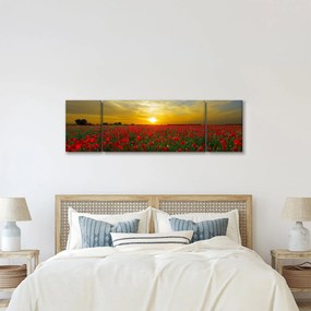 Obraz pola maków (170x50 cm)