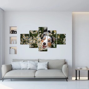 Obraz - Owczarek australijski (125x70 cm)