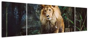 Obraz lwa w naturze (170x50 cm)