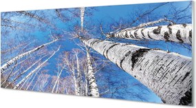 Szklany Panel Brzozowe Korony i Błękit Nieba