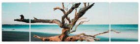 Obraz -  Wyłowiono na plaży (170x50 cm)