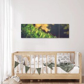 Obraz mchu z grzybem (170x50 cm)
