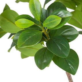 Sztuczna roślina (wysokość 145 cm) Peperomia – Ixia