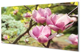 Obraz akrylowy Magnolia drzewa