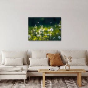 Obraz - Trawa (70x50 cm)