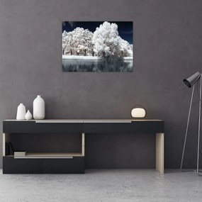 Obraz - Śnieżnobiałe drzewa (70x50 cm)